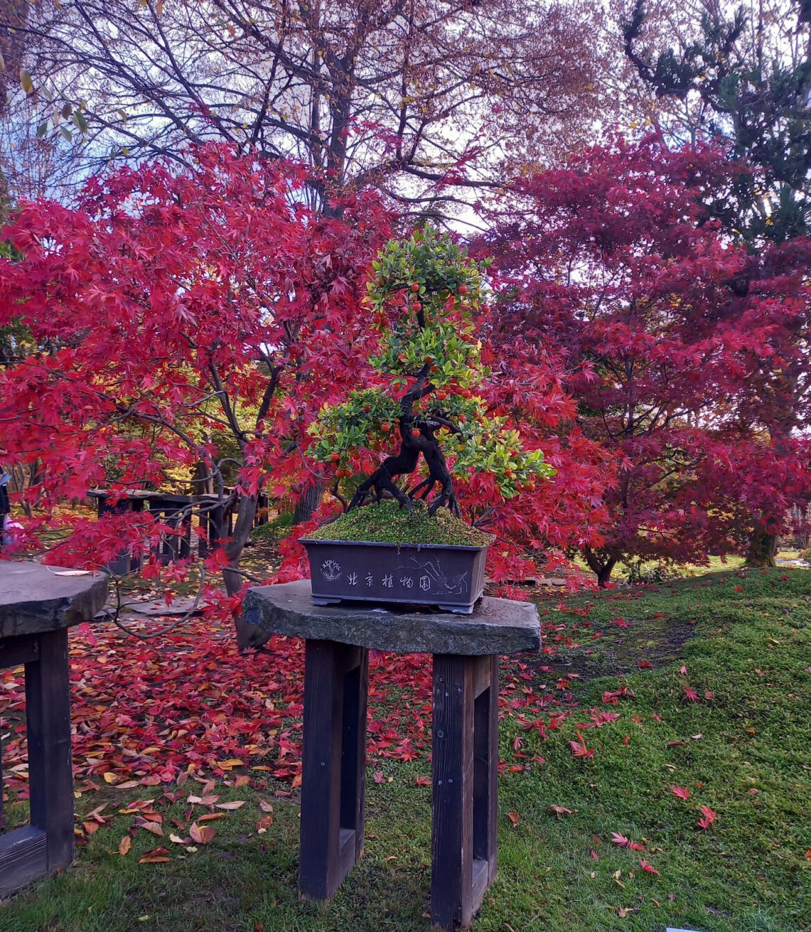 Botanische tuin in Praag