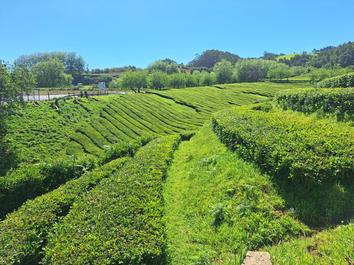 Gorreana theeplantage – oudste theeplantage van Europa