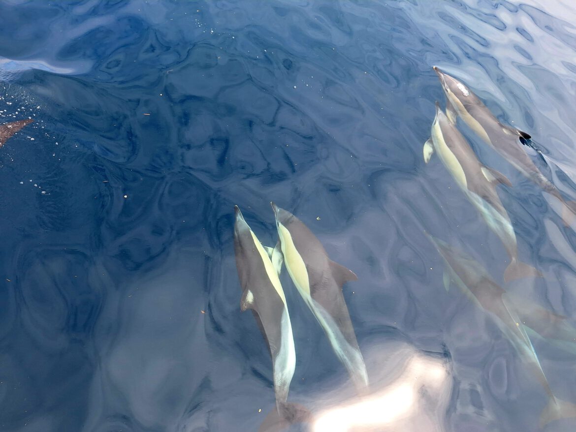 Tandwalvissen/dolfijnen bij de Azoren